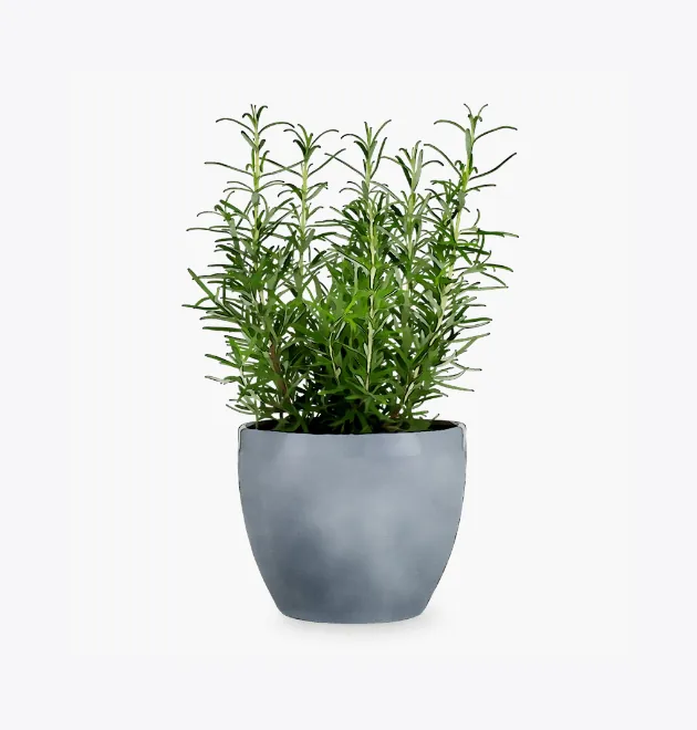 product image 5_optimized