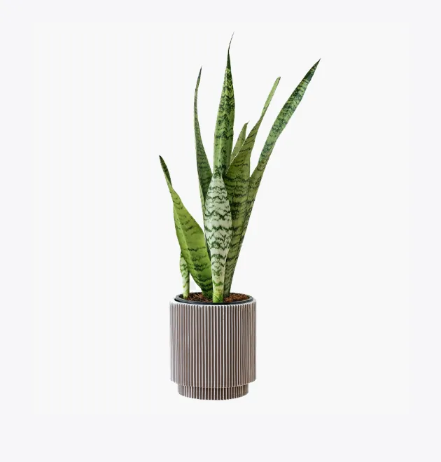 product image 6_optimized